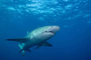 Fototapeta premium Lemon shark at ocean surface