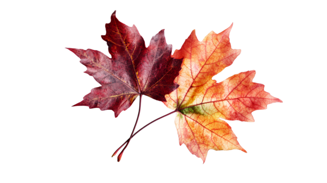 autumn maple leaves on transparent background