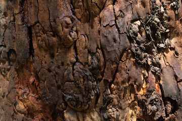 wood texture in high contrast and good resolution	