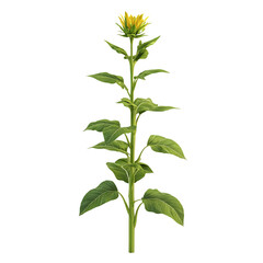 3D Sunflower Plant with Yellow Flower Isolated on Transparent Background