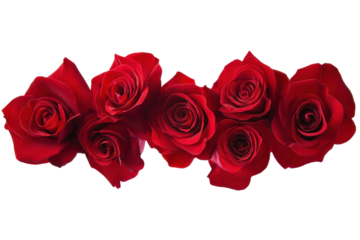 Vibrant red roses arranged closely together in a horizontal line, cut out