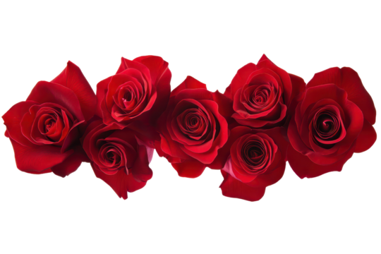 Vibrant red roses arranged closely together in a horizontal line, cut out