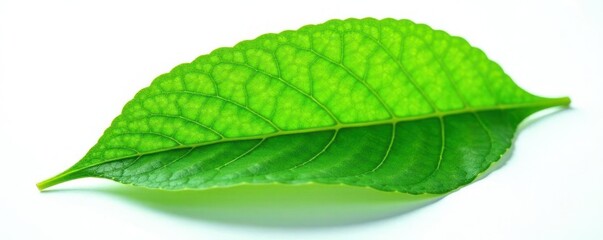 Fototapeta premium Leafy green foliage with delicate veins isolated on white background, isolation, natural world