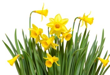 Fototapeta premium Vibrant yellow daffodils, isolated on white Perfect for spring designs, vibrant, isolated