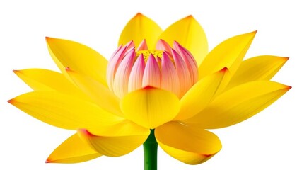 Vibrant yellow lotus blossom, isolated on white background, perfect for design, summer, purity