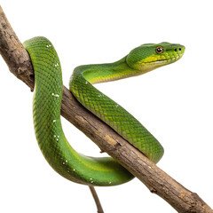 Obraz premium A Green Tree Snake Wrapping Around a Branch, Mid-Motion, Detailed Close-Up