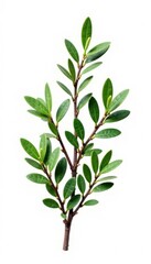 isolated juniper branch with twigs on white background, simple, botanical, pure