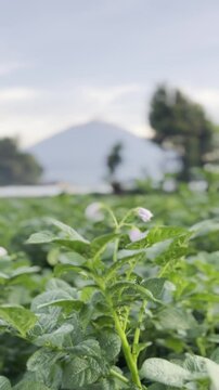A wide view of potato fields with Mount Kerinci in the background, showing the beauty of agriculture and nature in harmony.