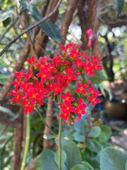 beautiful red Kalanchoe blossfeldiana flower in the garden