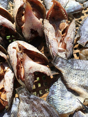 fresh snake head fish in the market