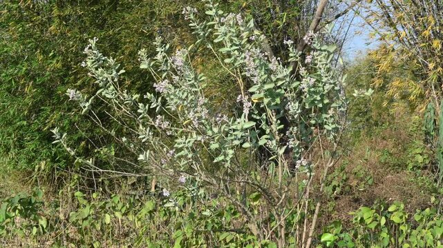 Flowering plant of Calotropis gigantea. Its other names is&nbsp;crown flower,&nbsp;Giant milkweed, Bowstring hemp, Swallow wort, and Asclepiad tree. This plant is used in many Ayurvedic medicines.&nbsp;
