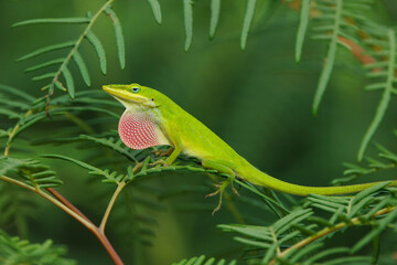 Green anole (Anolis carolinensis), a beautiful lizard, in Bayonne Preserve, Florida