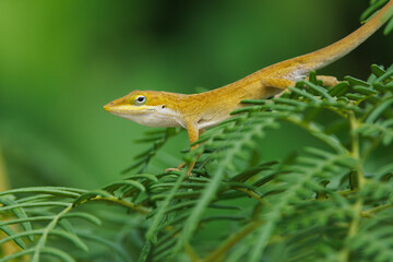 Green anole (Anolis carolinensis), a beautiful lizard, in Bayonne Preserve, Florida