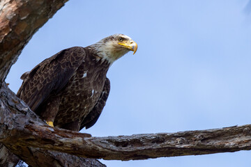 A bald eagle (Haliaeetus leucocephalus) in Venice, Florida