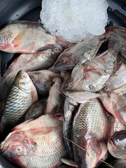 tilapia fish in a market