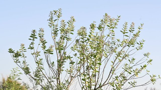 Flowering plant of Calotropis gigantea. Its other names is&nbsp;crown flower,&nbsp;Giant milkweed, Bowstring hemp, Swallow wort, and Asclepiad tree. This plant is used in many Ayurvedic medicines.&nbsp;

