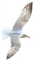 Naklejka premium Majestic flight of a seagull against a pristine white sky, showcasing its elegant wings and intricate feather patterns in a serene and captivating aerial scene