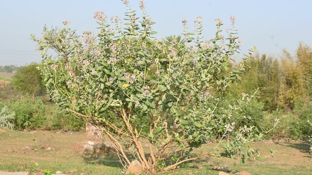 Flowering plant of Calotropis gigantea. Its other names is&nbsp;crown flower,&nbsp;Giant milkweed, Bowstring hemp, Swallow wort, and Asclepiad tree. This plant is used in many Ayurvedic medicines.&nbsp;
