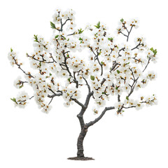 Fototapeta premium Vibrant Flowering Plum Tree with White Blossoms Isolated on Transparent Background