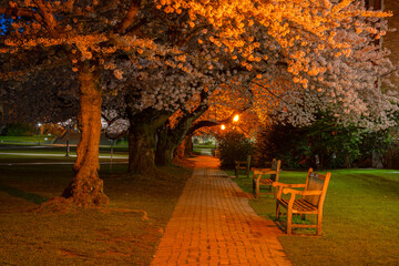 Cherry Blossoms at the WU