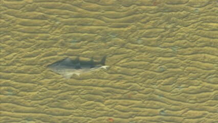 Shark ray swimming