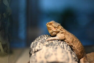 The bearded dragon is enjoying a vacation in its terrarium.