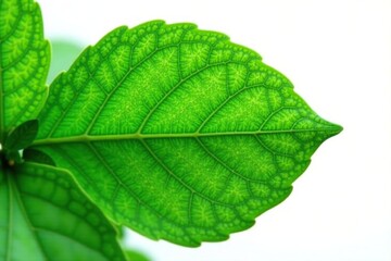 Obraz premium Leafy green foliage with veins isolated on white background, simplicity, isolation, white