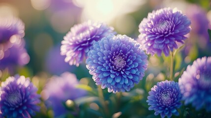 Fototapeta premium A bunch of purple flowers with green leaves
