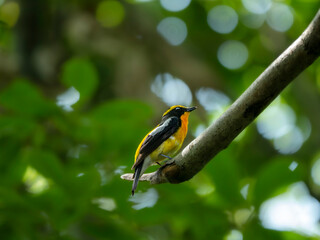 森の暗い木陰で周りを見渡しているキビタキ