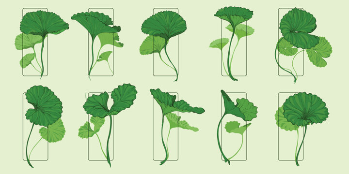 A set of hand drawn illustrations of gotu kola leaves in different shapes isolated in frames. gotu kola or pennywort. vecor illustration