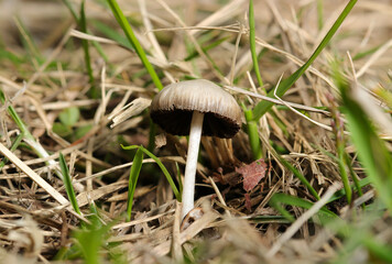 草地に生えるナヨタケ科キノコ側面全体像（自然環境下マクロ撮影）