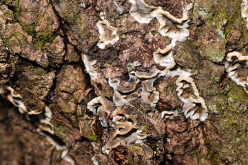 樹皮に春付くように着生する毛深いヤケイロタケ茸（自然環境下ストロボ＋マクロ接写）