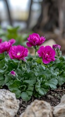 Blooming Pink Flowers Garden