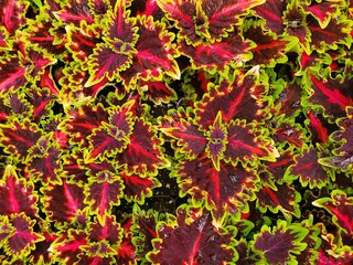 A spread of Coleus Terrascape Queen with vibrant red, burgundy, and lime green leaves