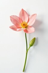 Fototapeta premium Delicate petals of a solitary flower bloom on a pristine white background, gentle, isolated, flower