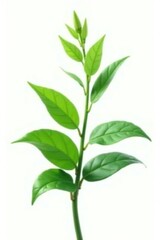 Lush green plant isolated on white background, with delicate leaves and stems, plant, flower