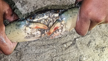 little boy's hand holding a big crab on the sand 