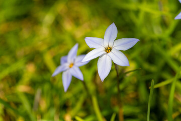 Full blooming of spring starflower (Ipheion uniflorum) in Japan in early spring
