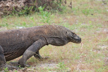 Close-up of a Komodo dragon showing detailed scales and intense gaze—majestic and ancient predator from Indonesia’s Komodo Island.