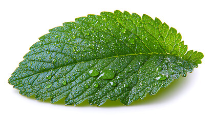 Obraz premium Close Up of a Green Leaf with Dew Drops on White Background