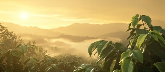 Sunrise over misty mountain coffee plantation