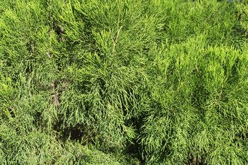 Needle-like leaves foliage on a pine conifer tree textured background