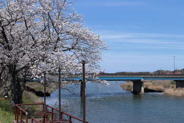島根県益田市　益田川の桜