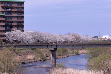 島根県益田市　益田川沿いの桜並木
