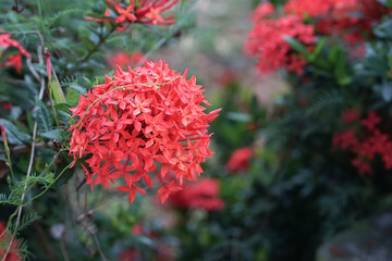 view of red ixora coccinia flower