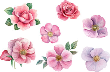 Pink Rose in Watercolor Style – Botanical Floral Element