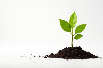 Tiny, newly-planted tree, healthy vibrant growth, bright white background, photography, simple