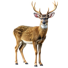 Obraz premium Axis Deer Image