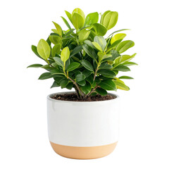 Obraz premium Indoor plant decoration home appliances cutout background modern interior natural aesthetic cozy environment
