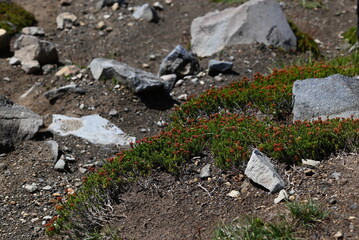 A spring morning in the mountains.